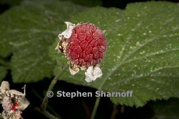 rubus parviflorus 4 graphic